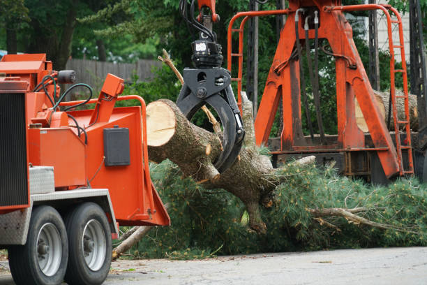 Best Palm Tree Trimming  in Maan, ND